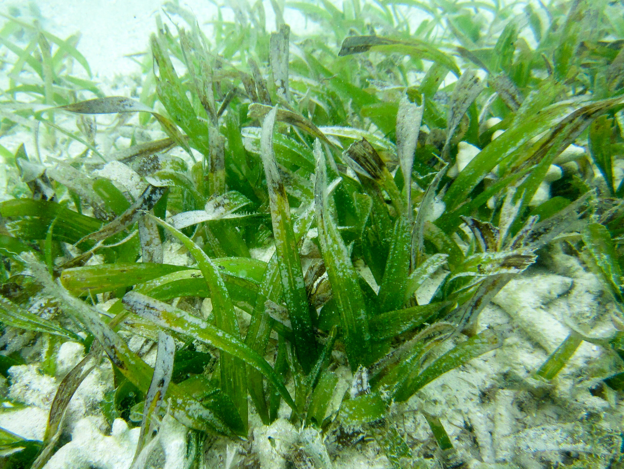 Thalassia testudinum (turtle grass).